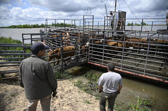 Emergencia: estudio del INTA revela el gasto millonario de productores para retirar el ganado de las islas Emergencia: estudio del INTA revela el gasto millonario de productores para retirar el ganado de las islas