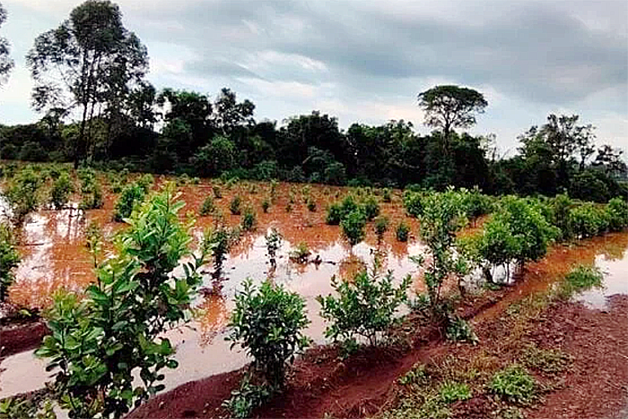 Misiones exigió a Nación que se aplique la Ley de Emergencia Agropecuaria ante el avance de El Niño Misiones exigió a Nación que se aplique la Ley de Emergencia Agropecuaria ante el avance de El Niño