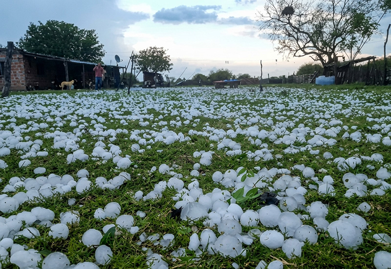 Santa Fe: cerca del límite con Chaco granizada “en seco” mató animales de granja Santa Fe: cerca del límite con Chaco granizada “en seco” mató animales de granja