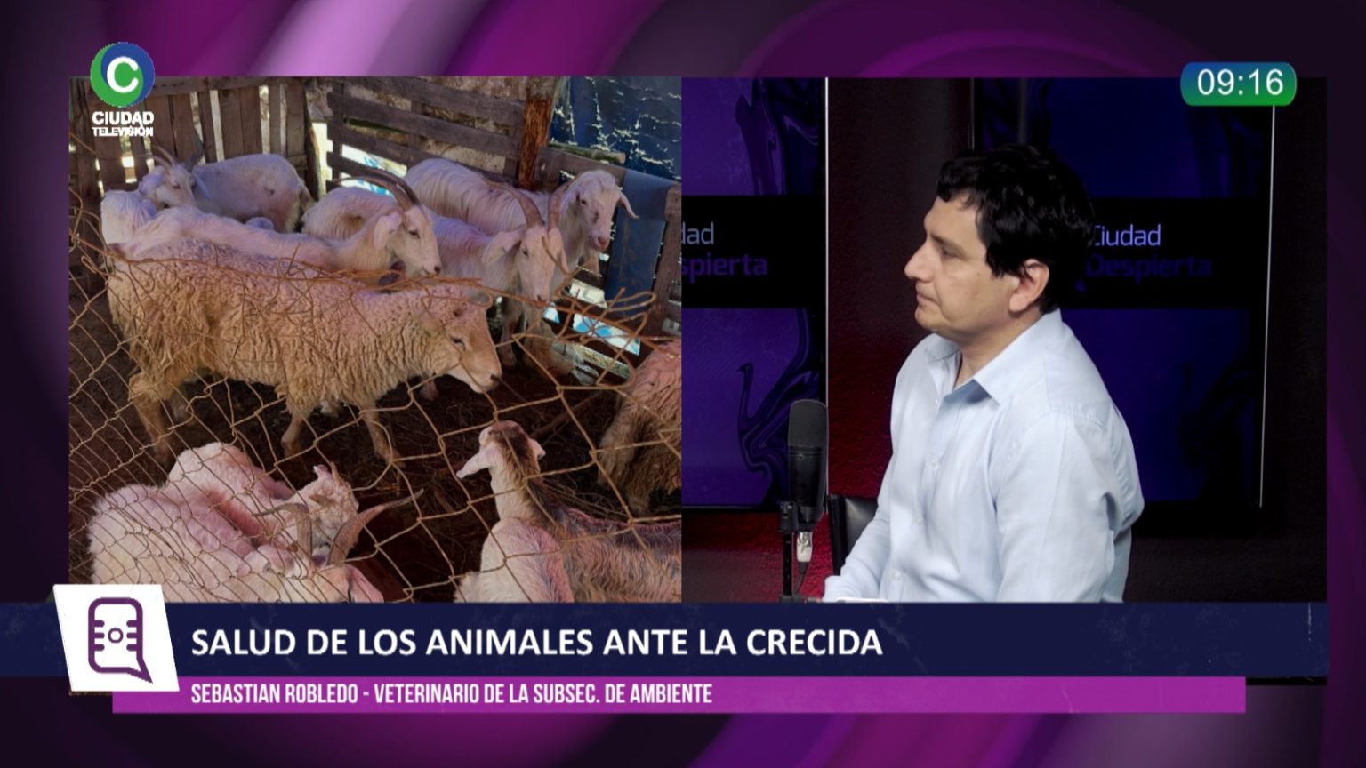 Crecida de los ríos en Chaco: advierten por el desplazamiento de fauna silvestre, riesgos de hacinamiento y cómo actuar ante mordeduras Crecida de los ríos en Chaco: advierten por el desplazamiento de fauna silvestre, riesgos de hacinamiento y cómo actuar ante mordeduras