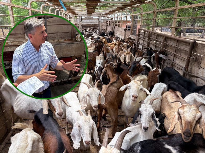De El Sauzalito a Dubái: la producción caprina chaqueña llega a mercados internacionales De El Sauzalito a Dubái: la producción caprina chaqueña llega a mercados internacionales