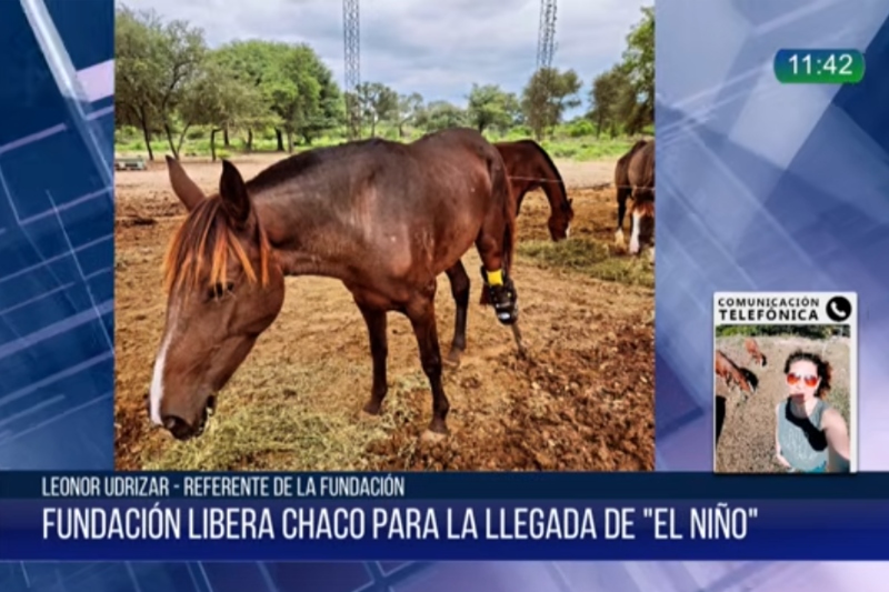 El Niño puso en alerta a la Fundación Libera: piden colaboración para levantar el predio y construir refugios para los caballos rescatados El Niño puso en alerta a la Fundación Libera: piden colaboración para levantar el predio y construir refugios para los caballos rescatados